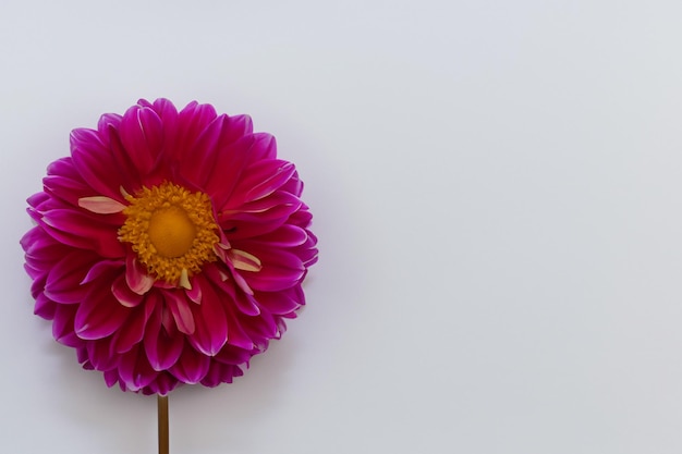 Beautiful mockup of charming dahlia flower on white paper