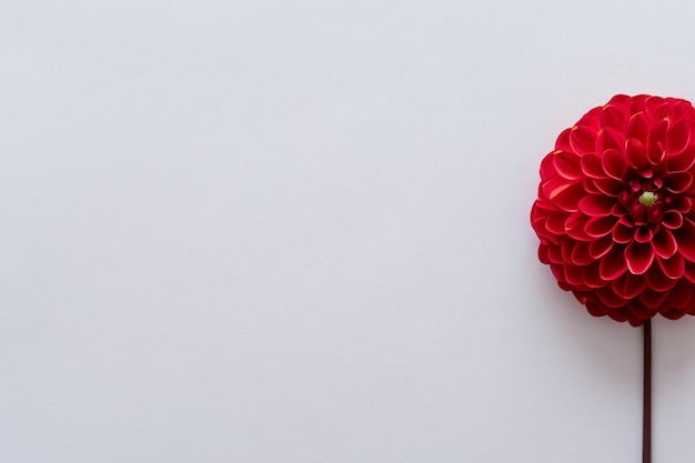 写真 白い紙の上に魅力的な赤いダリアの花の美しいモックアップ「カンマで区切られた」