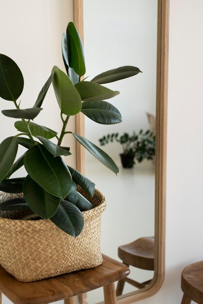 Beautiful and modern plants deco