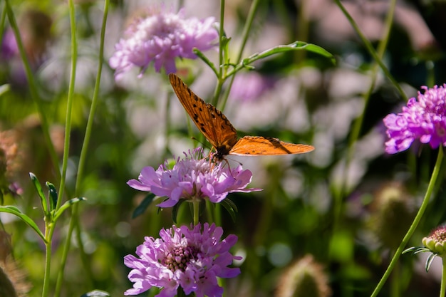 Beautiful monarch butterfly fluttering over lilac flowers and thistles