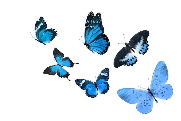 Бабочка красивая монарх, изолированные на белом фоне