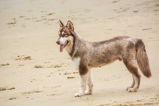 Bellissimo bastardo si trova sulla spiaggia sabbiosa con una lunga lingua.