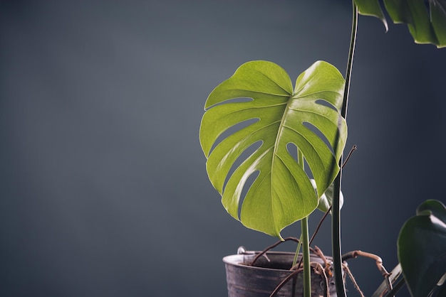 暗いインテリアの美しいモンスター植物