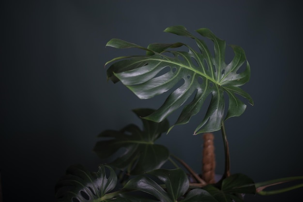 Photo beautiful monster plant in a dark interior