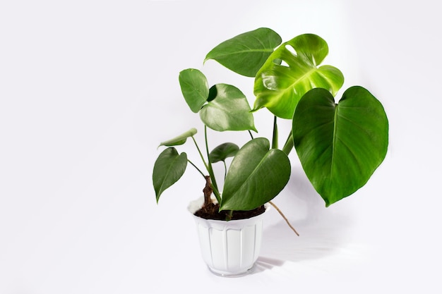 Beautiful monstera flower in a pot  on a white background