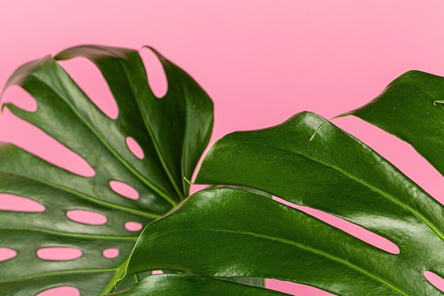 Beautiful monstera leaf on a pink background. Backdrop