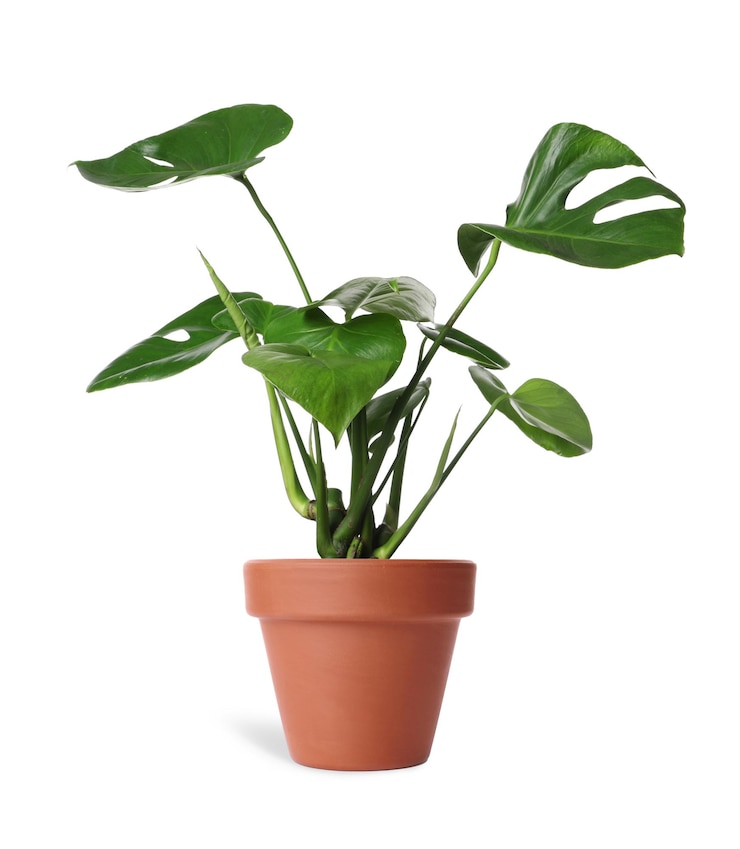 Photo beautiful monstera plant in terracotta pot isolated on white house decor