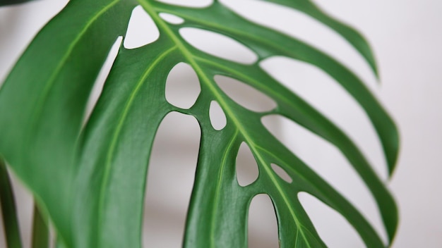 Beautiful monstera plant on a white wall background