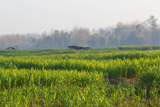 Beautiful morning the corn field