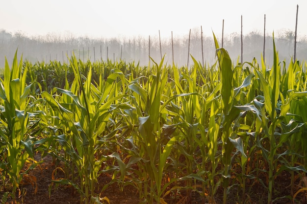 Beautiful morning the corn field