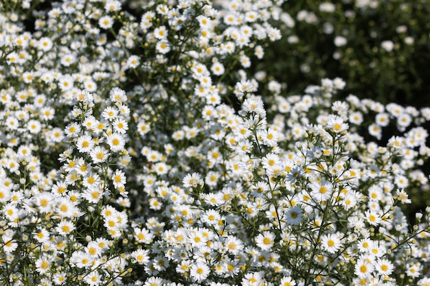 Photo beautiful morning flowers daisies in the garden are blooming