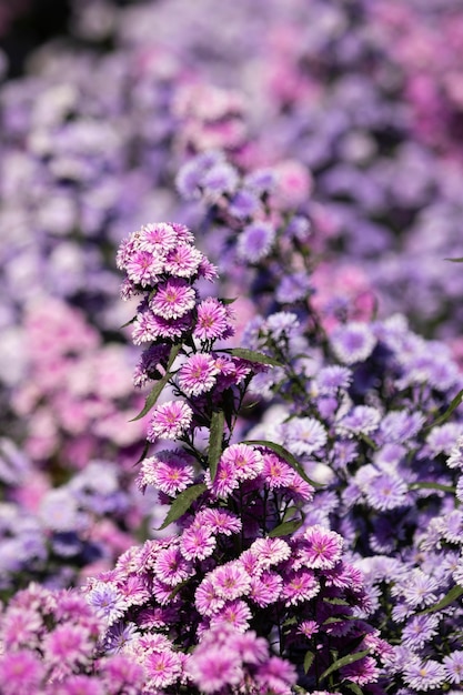 Foto i bei fiori del mattino margaret nel giardino stanno sbocciando