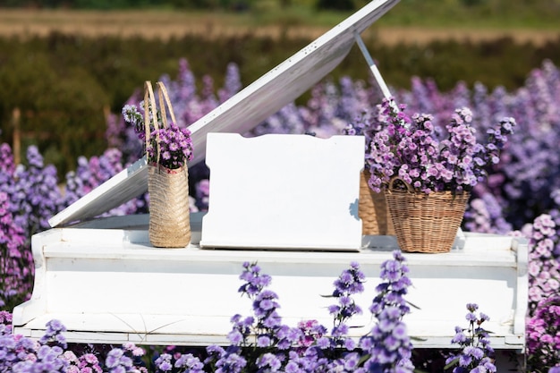 写真 庭の美しい朝の花マーガレットが咲いています