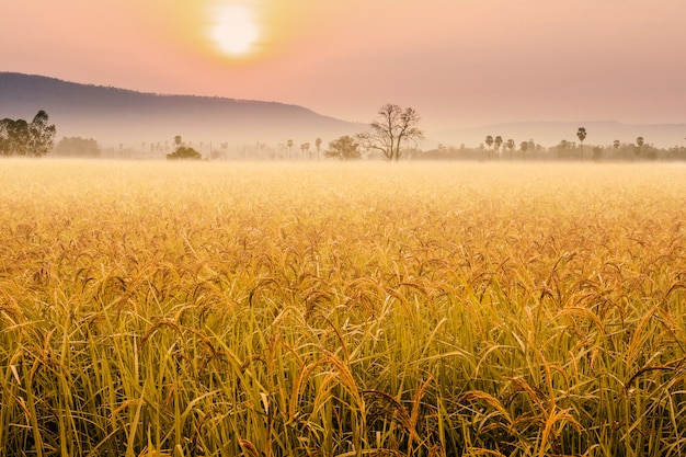 Фото Красивый утренний туман на рисовых полях.