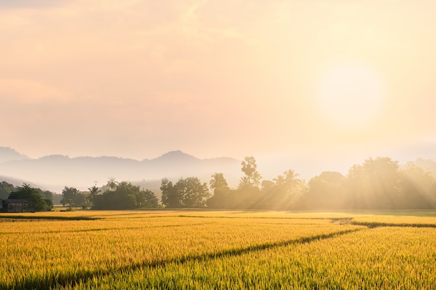 Photo beautiful morning fog in the rice field.