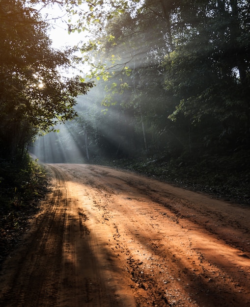 Beautiful morning landscape of dirt track forest with sun rays 