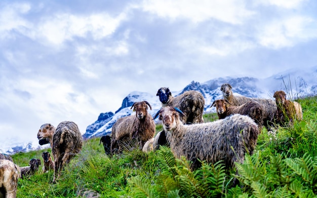 Beautiful morning landscape view of Sheep grazing on meadow at Kathmandu.