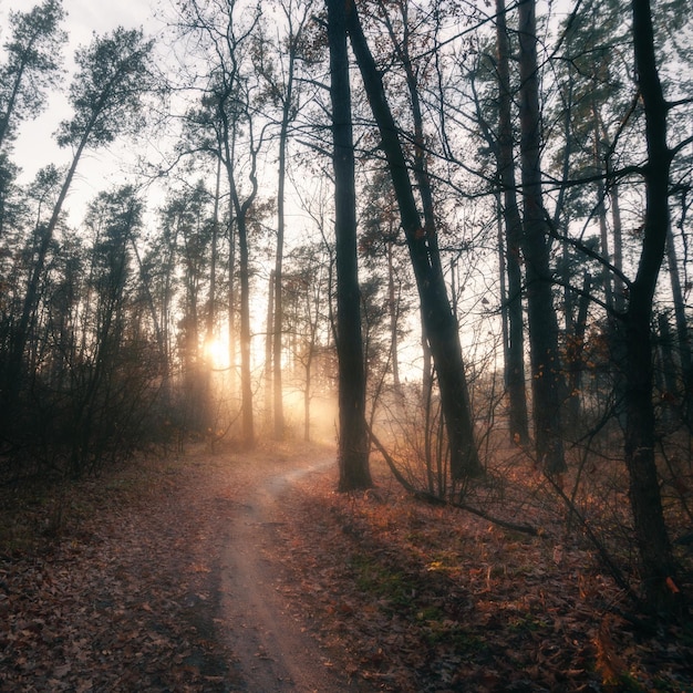 Bellissimo paesaggio mattutino con raggi di sole che brillano attraverso la foresta nebbiosa con percorso tortuoso