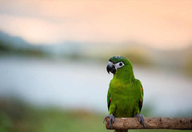 美しい朝のmacore木製のレールアジアタイランドに立っているオウムの鳥のオウム。