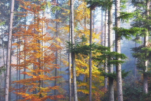 Beautiful morning in misty autumn forest with majestic colored trees.