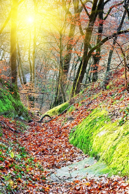 Beautiful morning in the misty autumn with sun rays.