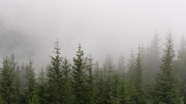 低い雲で覆われた森の美しい朝のパノラマ 山の丘の秋の霧 霧の秋の森 森の丘の丘の丘の丘の丘の丘の丘の丘