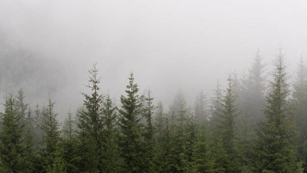 Beautiful morning panorama of forest covered by low clouds Autumn fog on the mountain hills Misty fall woodland Green pine trees on forested mountain slopes Carpathians Ukraine