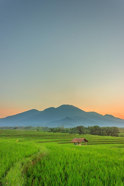 Beautiful morning rice field portrait with colorful morning sky