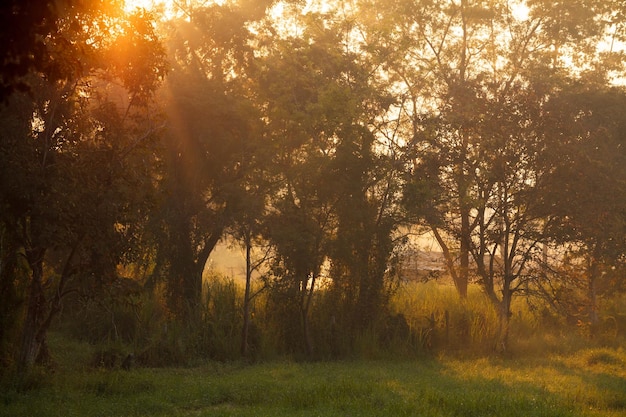 Beautiful morning sunlight through a tree