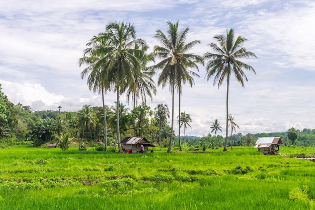 beautiful morning view from Indonesia of mountains and tropical forest