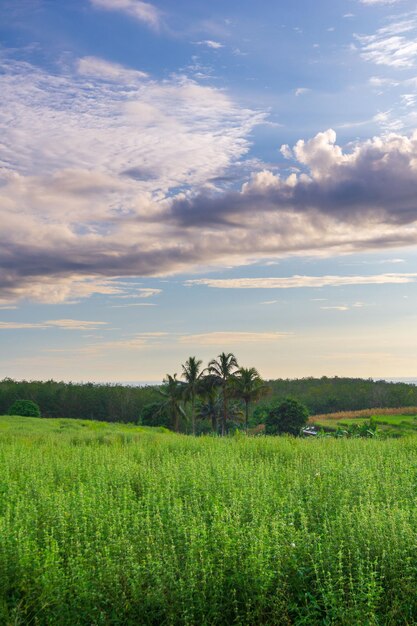 Photo beautiful morning view from indonesia of mountains and tropical forest