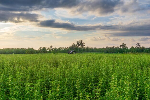 Photo beautiful morning view from indonesia of mountains and tropical forest