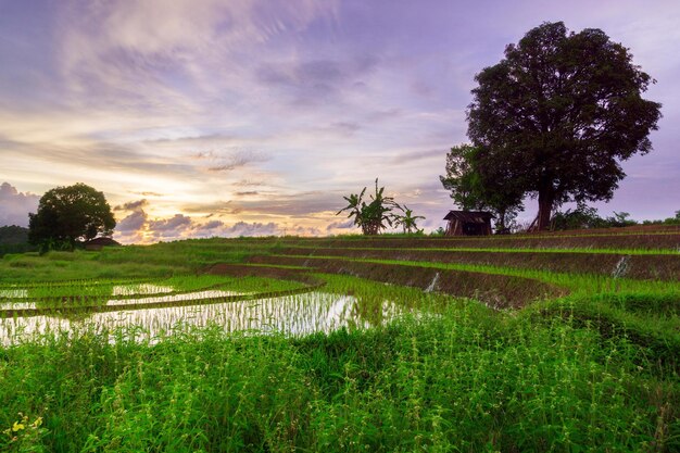 Photo beautiful morning view from indonesia of mountains and tropical forest