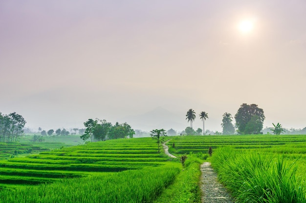 写真 インドネシアの山々と熱帯森林の美しい朝の景色