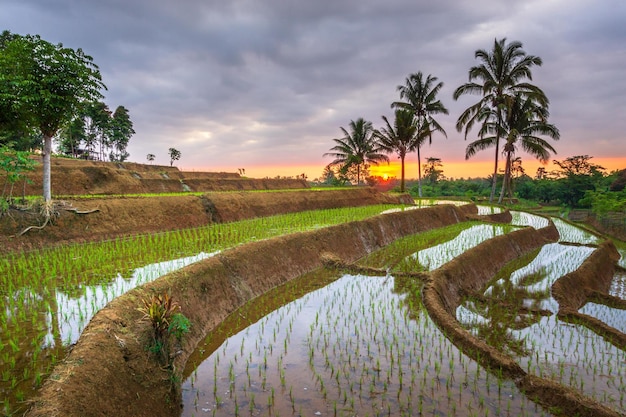 写真 インドネシアの山々と熱帯森林の美しい朝の景色