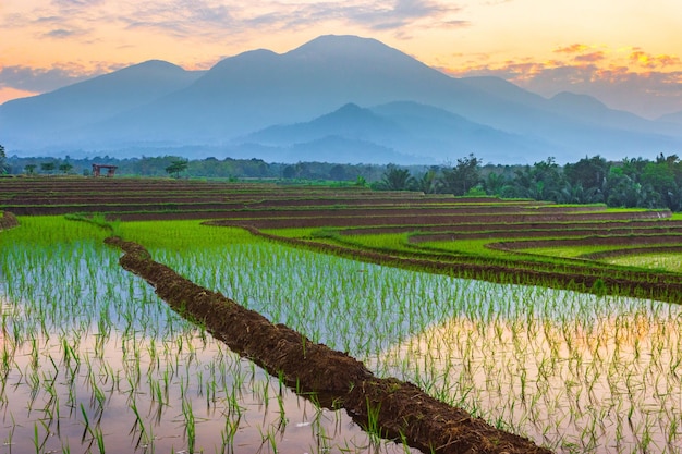 写真 インドネシアの山々と熱帯森林の美しい朝の景色