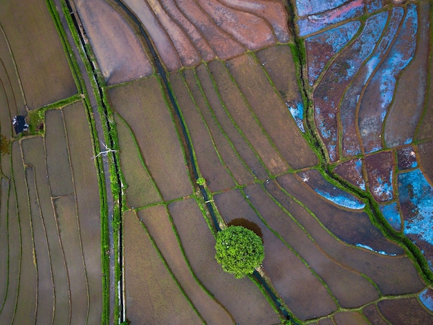 美しい朝の景色 インドネシア パノラマ風景 水田の美しさの色と空の自然光