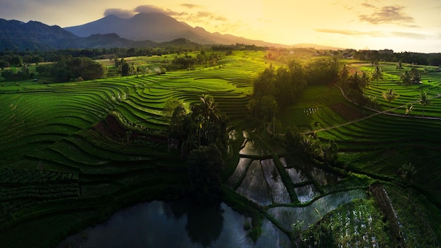 美しい朝の景色 インドネシア パノラマ風景 水田の美しさの色と空の自然光