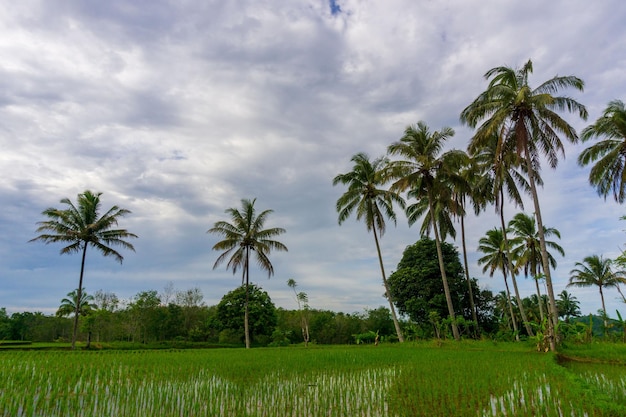 Красивый утренний вид индонезия Панорама Пейзаж рисовые поля с красивым цветом и естественным светом неба