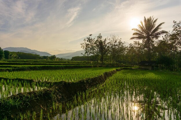 Beautiful morning view indonesia Panorama Landscape paddy fields with beauty color and sky natural light