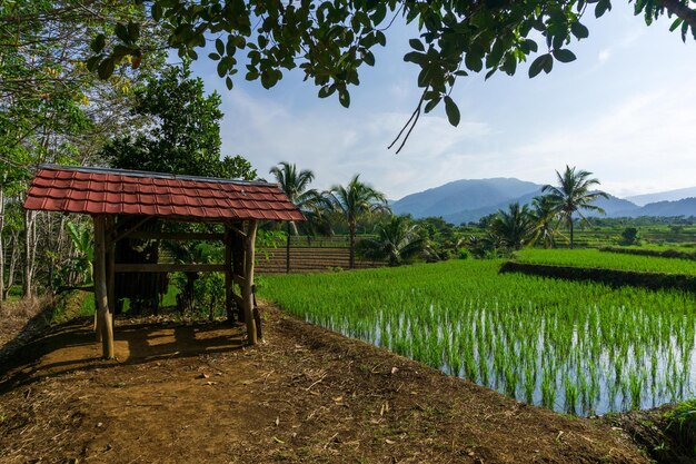 Beautiful morning view indonesia Panorama Landscape paddy fields with beauty color and sky natural light