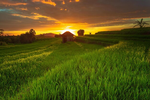 美しい朝の景色 インドネシア パノラマ風景 水田の美しさの色と空の自然光