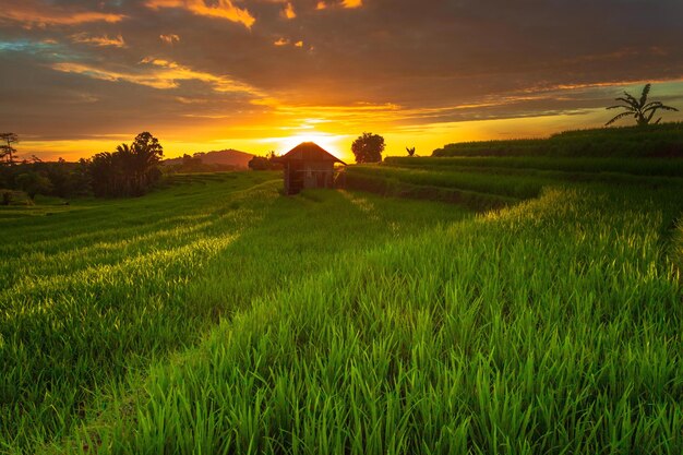 Beautiful morning view indonesia Panorama Landscape paddy fields with beauty color and sky natural light