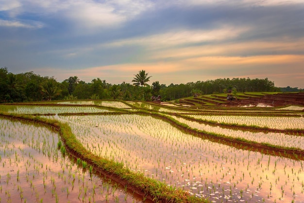 Beautiful morning view indonesia Panorama Landscape paddy fields with beauty color and sky natural light