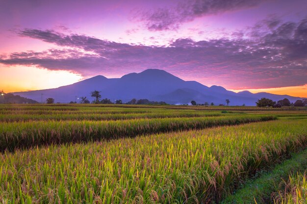 美しい朝の景色 インドネシア パノラマ風景 水田の美しさの色と空の自然光