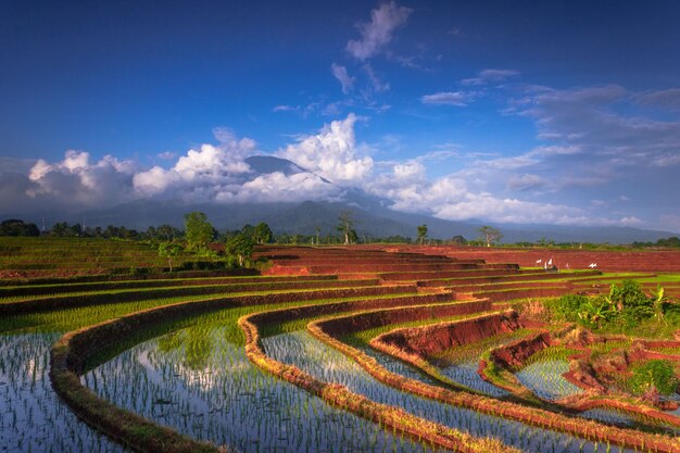 Beautiful morning view indonesia panorama landscape paddy fields with beauty color and sky natural light