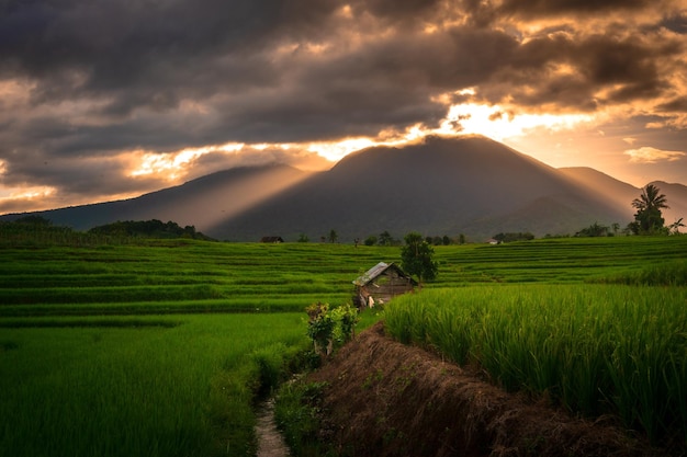 Beautiful morning view indonesia Panorama Landscape paddy fields with beauty color and sky natural light