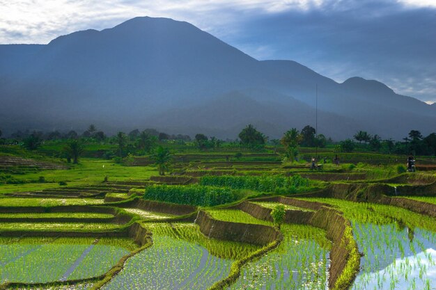 Beautiful morning view indonesia Panorama Landscape paddy fields with beauty color and sky natural light