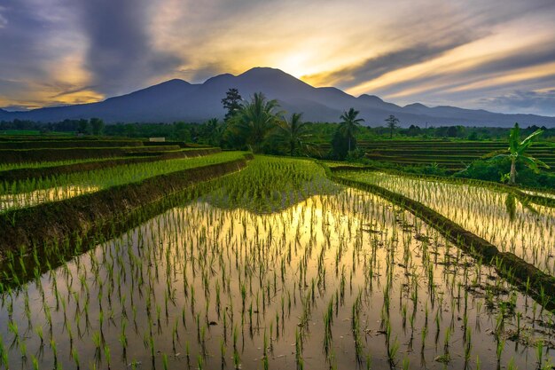 Beautiful morning view indonesia Panorama Landscape paddy fields with beauty color and sky natural light