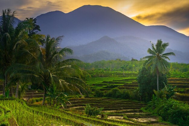 Beautiful morning view indonesia Panorama Landscape paddy fields with beauty color and sky natural light